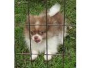 Pomeranian Puppy for sale in Claxton, GA, USA
