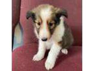 Shetland Sheepdog Puppy for sale in Bicknell, IN, USA