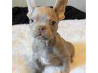 French Bulldog Puppy for sale in Las Vegas, NV, USA