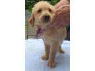 Labradoodle Puppy for sale in Stephentown, NY, USA