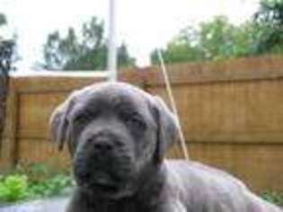 Cane Corso Puppy for sale in Syracuse, NY, USA