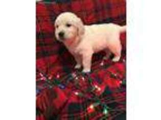 Mutt Puppy for sale in Webb City, MO, USA