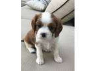 Cavalier King Charles Spaniel Puppy for sale in Leesburg, GA, USA