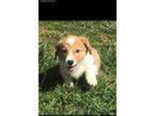 Pembroke Welsh Corgi Puppy for sale in Lynchburg, VA, USA