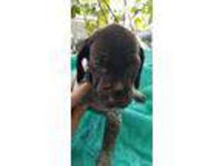 German Shorthaired Pointer Puppy for sale in Jim Thorpe, PA, USA