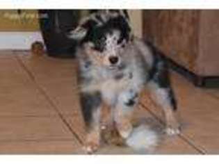 Australian Shepherd Puppy for sale in Russell Springs, KY, USA