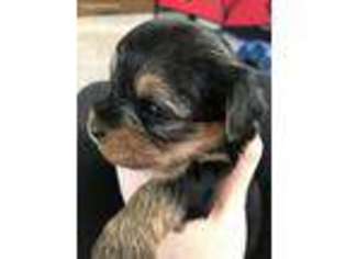 Yorkshire Terrier Puppy for sale in Chesterfield, SC, USA