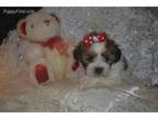 Shorkie Tzu Puppy for sale in Warrensburg, MO, USA