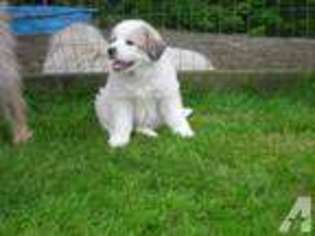 Great Pyrenees Puppy for sale in BUCKLEY, WA, USA