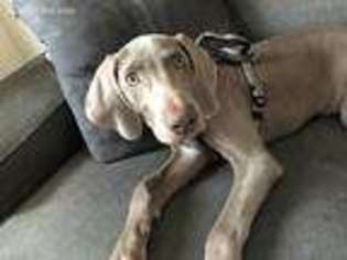 Weimaraner Puppy for sale in Rockledge, FL, USA