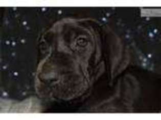 Great Dane Puppy for sale in Birmingham, AL, USA