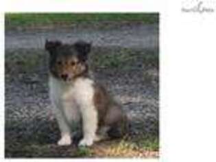 Shetland Sheepdog Puppy for sale in Little Rock, AR, USA