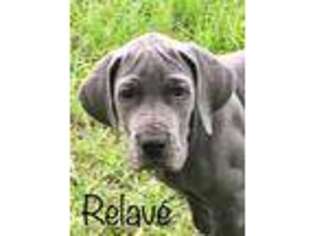 Great Dane Puppy for sale in Dunnellon, FL, USA