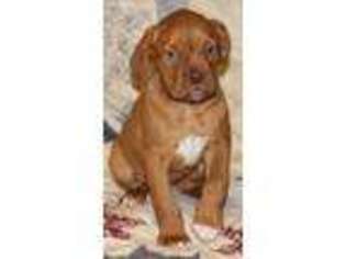 American Bull Dogue De Bordeaux Puppy for sale in Bridgeport, OH, USA