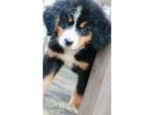 Bernese Mountain Dog Puppy for sale in Topeka, IN, USA