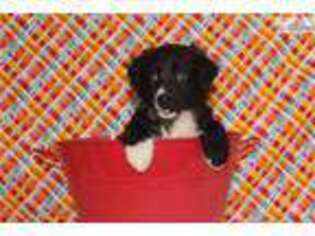 Australian Shepherd Puppy for sale in Fort Worth, TX, USA