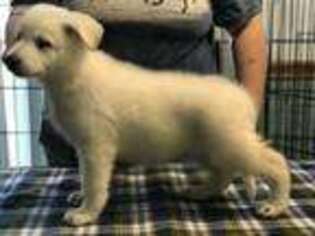 German Shepherd Dog Puppy for sale in Brighton, MI, USA