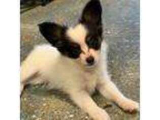 Papillon Puppy for sale in Onia, AR, USA
