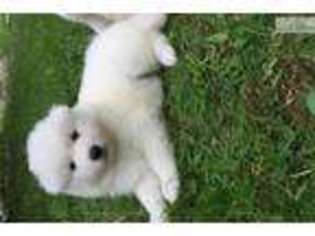 Samoyed Puppy for sale in Rochester, NY, USA