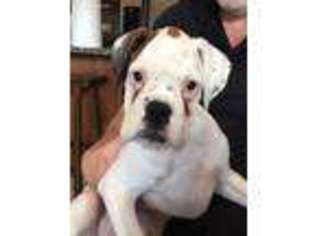 Boxer Puppy for sale in Huson, MT, USA