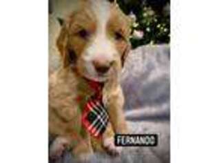 Goldendoodle Puppy for sale in Jenison, MI, USA