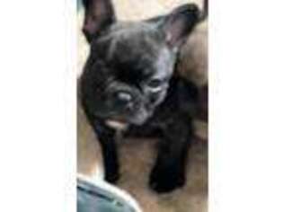 French Bulldog Puppy for sale in Summerfield, NC, USA
