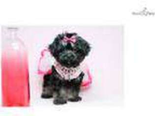 Shih-Poo Puppy for sale in Los Angeles, CA, USA