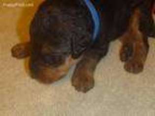 Airedale Terrier Puppy for sale in Lewisburg, KY, USA