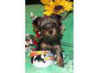 Yorkshire Terrier Puppy for sale in SANDY, UT, USA