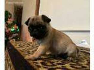 Pug Puppy for sale in Montgomery, IN, USA