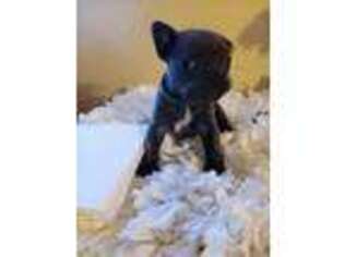 Boston Terrier Puppy for sale in Teaneck, NJ, USA