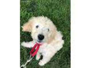 Goldendoodle Puppy for sale in Beaverton, OR, USA