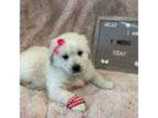 Mutt Puppy for sale in Orlando, FL, USA