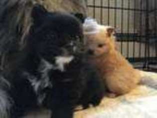 Pomeranian Puppy for sale in BELLEVUE, WA, USA