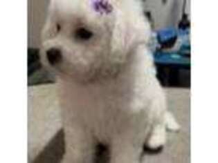 Bichon Frise Puppy for sale in Lindale, TX, USA