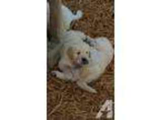 Golden Retriever Puppy for sale in TOLEDO, WA, USA