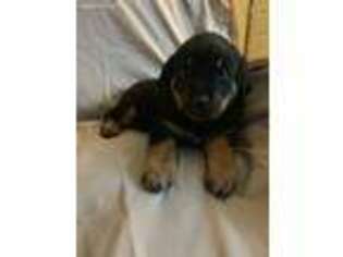 Rottweiler Puppy for sale in Gillett, WI, USA