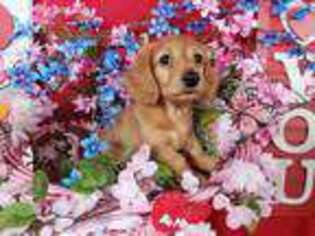 Dachshund Puppy for sale in Gary, IN, USA