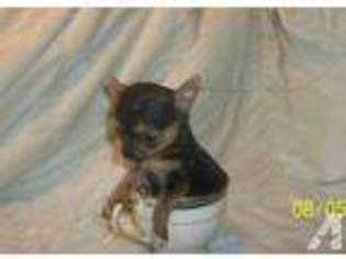 Chihuahua Puppy for sale in WAGENER, SC, USA