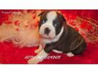 Boston Terrier Puppy for sale in Arthur City, TX, USA