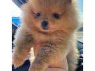 Pomeranian Puppy for sale in La Puente, CA, USA