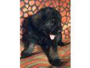 Mutt Puppy for sale in Park Hill, OK, USA