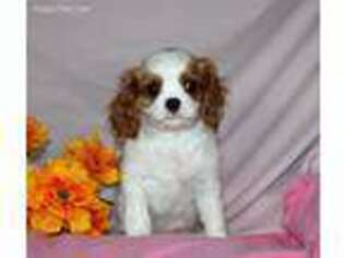Cavalier King Charles Spaniel Puppy for sale in Macomb, MO, USA