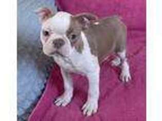 Boston Terrier Puppy for sale in Claypool, IN, USA