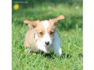 Pembroke Welsh Corgi Puppy for sale in Grand Rapids, MI, USA