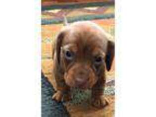 Dachshund Puppy for sale in Rudy, AR, USA