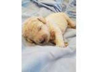 Goldendoodle Puppy for sale in Montrose, CO, USA