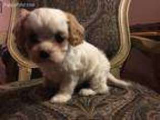 Cavapoo Puppy for sale in Louisville, KY, USA
