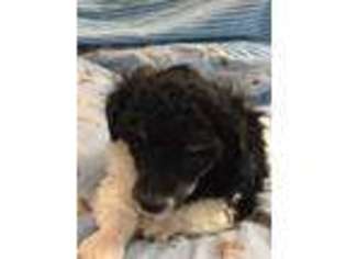 Mutt Puppy for sale in Hurst, TX, USA