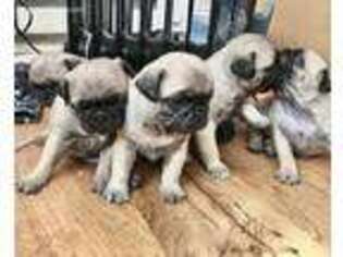 Pug Puppy for sale in Philadelphia, PA, USA